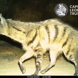 Aardwolf